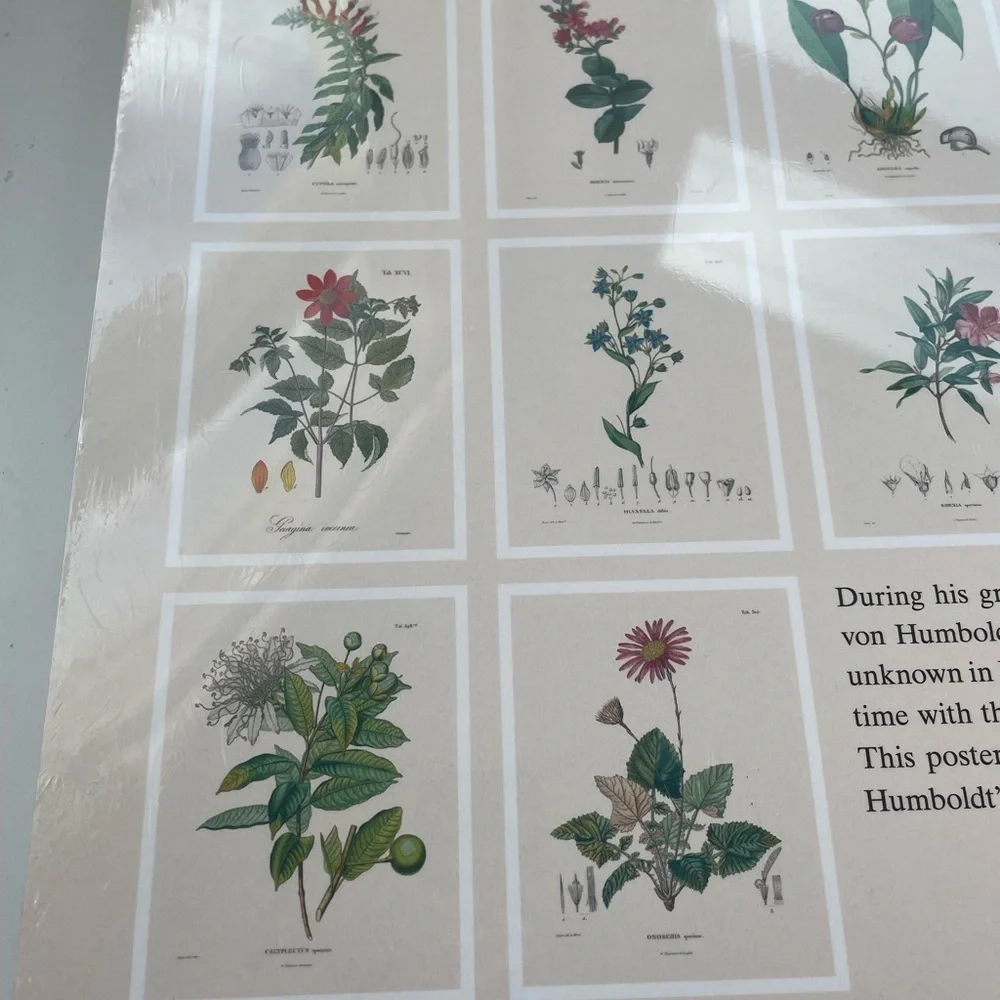 NWT Urban Outfitters Alexander von Humboldt Botanical Illustrations 22 Posters